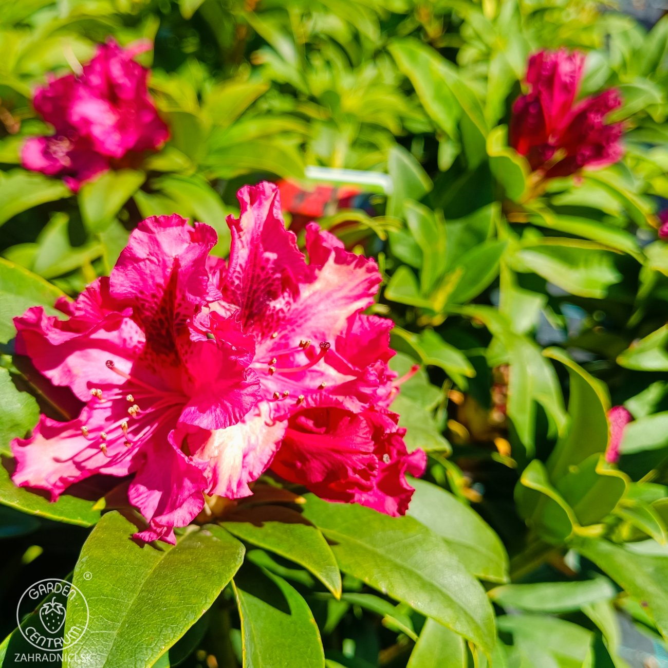 Obrázok Rododendron hybridný (Rhododendron hybridum) ´MARIE FORTE´ - výška 30-40 cm, kont. C4L